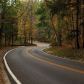 Bioindication of road salting impact on Norway spruce (Picea abies)