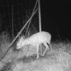STKDE+ approach reveals wildlife-vehicle collision hotspots at broken fence locations