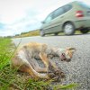 Ungulate-vehicle crashes peak a month earlier than 38 years ago due to global warming