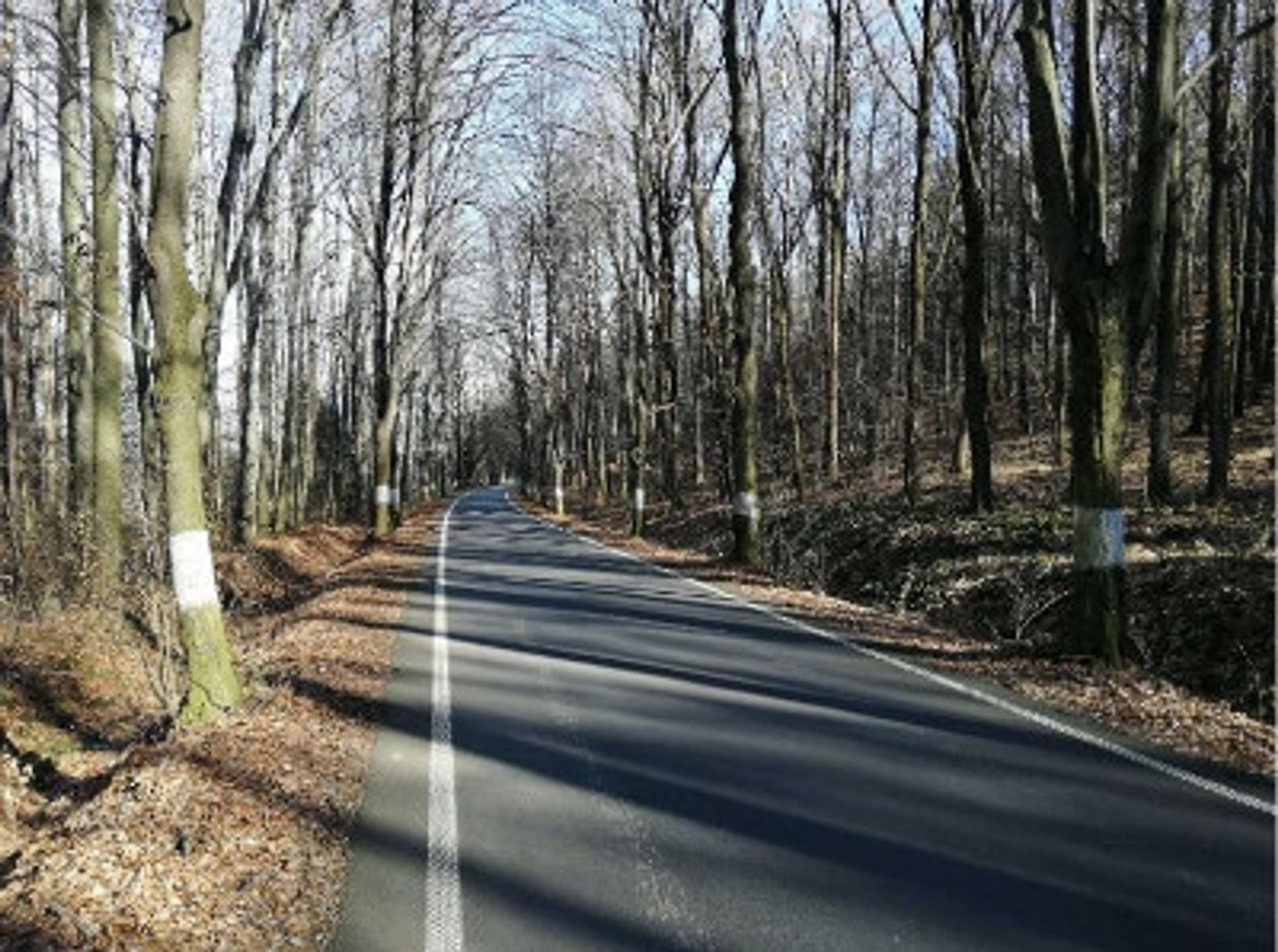 TZ: Každá 6. osoba byla usmrcena při srážce se stromem 05