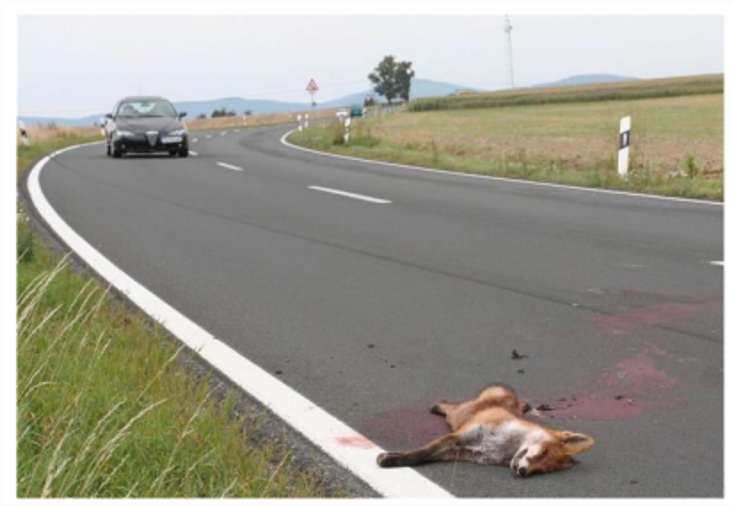 TZ: Počet srážek se zvěří se za 5 let téměř zdvojnásobil 01